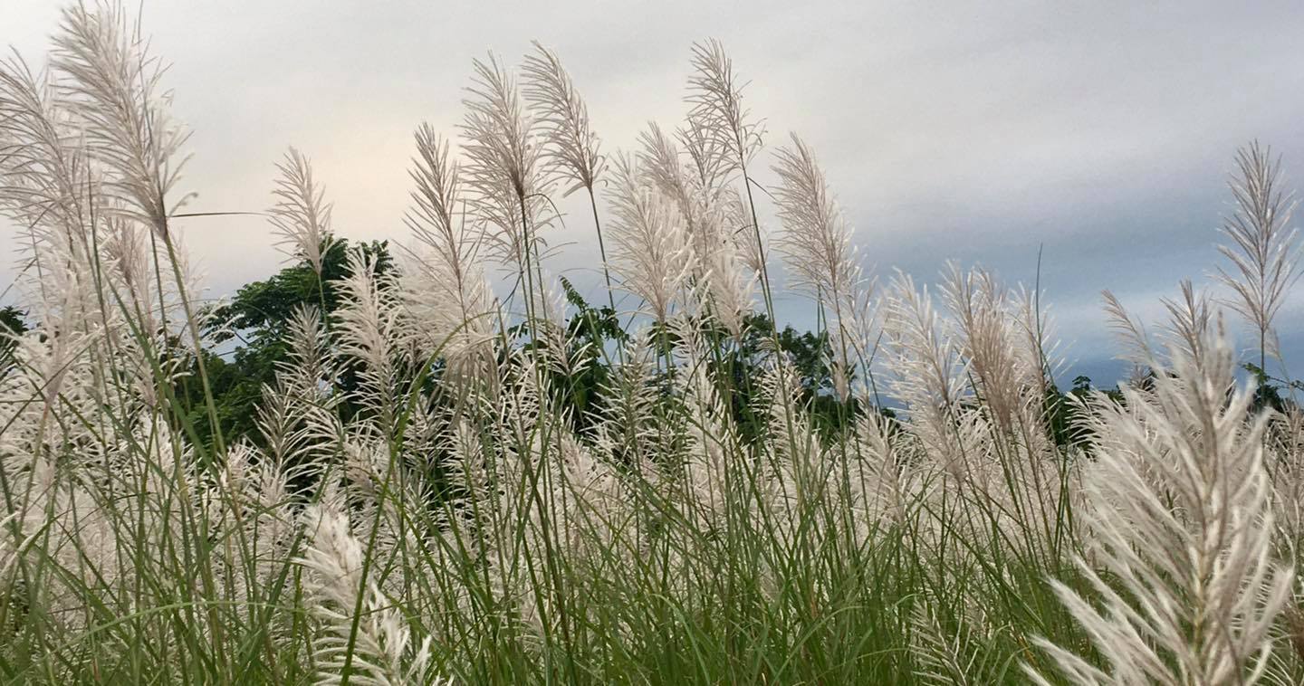 5 cánh đồng cỏ lau đẹp hút hồn tại Hà Nội không thể bỏ qua tháng 11 này