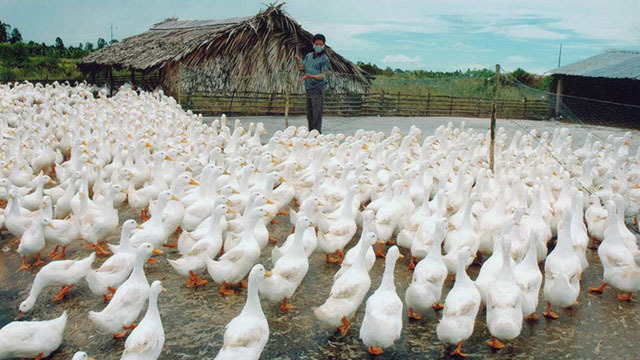 Nuôi vịt an toàn sinh học ở Thái Bình: Giải pháp phòng ngừa dịch bệnh gia cầm