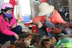 Lạng Sơn: Tăng cường kiểm dịch thú y tại các chợ, ngăn chặn dịch bệnh gia cầm