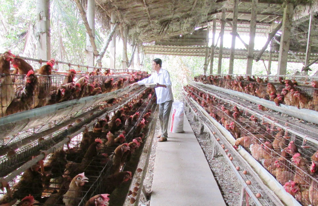 4 ổ dịch cúm gia cầm chưa qua 21 ngày, các địa phương tăng cường bảo vệ đàn vật nuôi