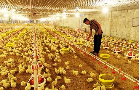 Giai đoạn 2021- 2030, Hà Nội phát triển chăn nuôi công nghệ cao