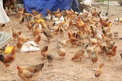 Quảng Nam phát triển chăn nuôi theo mô hình VietGAHP, phòng ngừa dịch bệnh gia cầm