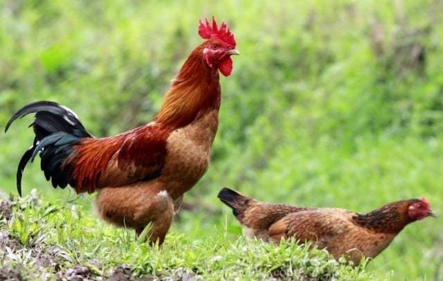 Huyện Phú Ninh: Chăn nuôi gia cầm theo mô hình VietGAHP, ngừa dịch bệnh hiệu quả