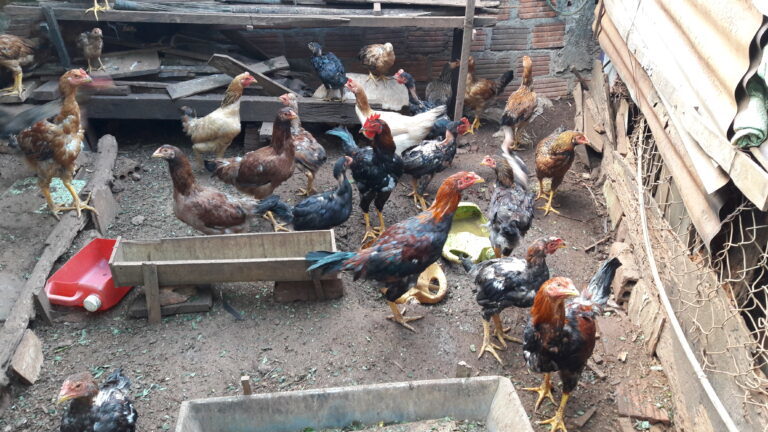 Sơn La triển khai mô hình khuyến nông chăn nuôi gà thịt an toàn sinh học