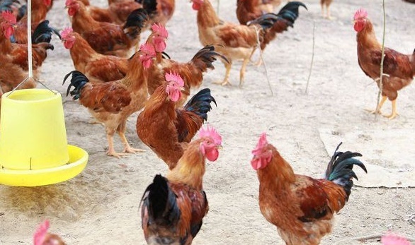 Bảo vệ gia cầm khi thời tiết chuyển lạnh, hạn chế dịch bệnh phát sinh