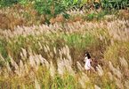 Hanoi’s five beautiful reed fields to visit in November