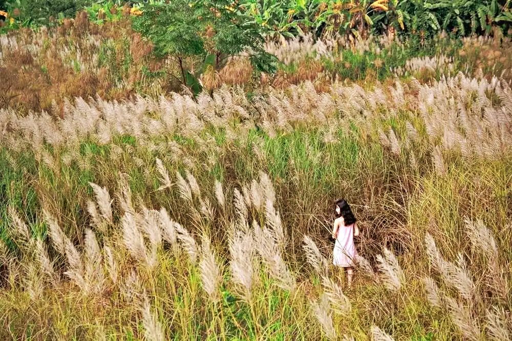 5 cánh đồng cỏ lau đẹp hút hồn tại Hà Nội không thể bỏ qua tháng 11 này