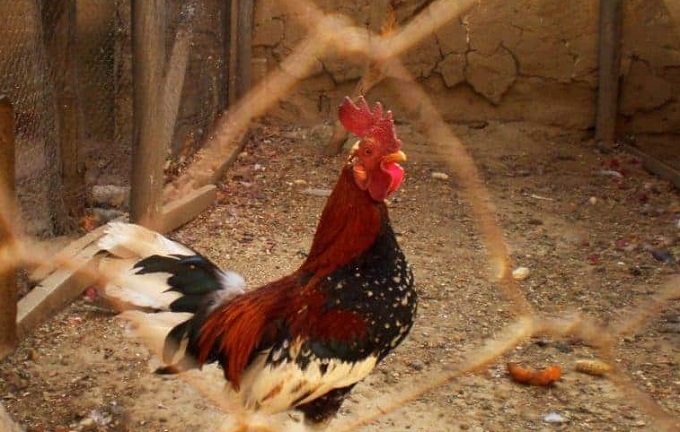 Huyện Thái Thụy tăng cường giải pháp phòng ngừa dịch bệnh trên gia cầm