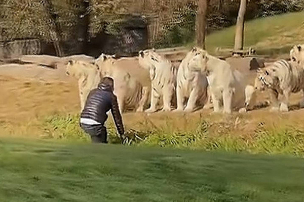 Du khách liều lĩnh 'trêu ngươi' 11 con hổ trắng, công viên vội ra thông báo khẩn