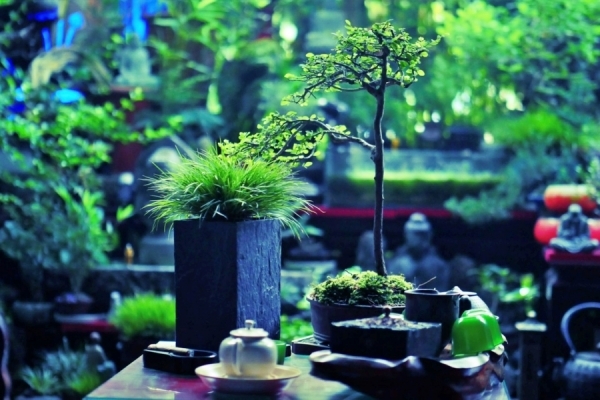 Mê loài cỏ có mùi thơm, quý ông xuất ngoại rước về chăm sóc