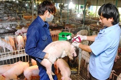 Huyện Tứ Kỳ cấp phát hơn 32 nghìn liều vắc xin tiêm phòng vụ thu cho đàn gia súc