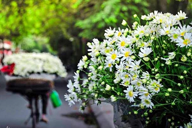 Vườn cúc họa mi tại Đà Lạt luôn là điểm đến lý tưởng của những ai yêu thích hoa cảnh. Đặc biệt là trong mùa này, khi cúc hoạ mi bung nở rực rỡ, tạo nên khung cảnh hoa đẹp như tranh vẽ ở vùng đất cao nguyên này. Hãy đón xem hình ảnh tuyệt đẹp của vườn cúc họa mi trong tháng mấy.