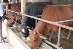 Thái Bình: Tập huấn kỹ thuật chăn nuôi gia súc an toàn sinh học
