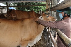 Thái Nguyên: Huyện Võ Nhai tiêm phòng đợt 2 cho gia súc đạt tỷ lệ 85%