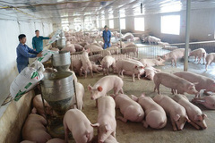 Thái Bình: Huyện Kiến Xương tiêm phòng gia súc đạt trên 90%