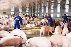 Ngăn chặn mầm bệnh lây lan ở gia súc ngay từ khâu xử lý chất thải của gia súc