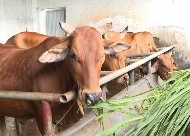 Tìm nhà đầu tư Dự án trang trại chăn nuôi bò sạch chất lượng cao tại xã Phú  Hòa Lương Tài Bắc Ninh
