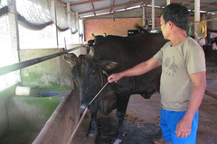 Tiền Giang kiểm soát chặt dịch bệnh động vật, đảm bảo chăn nuôi ổn định