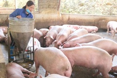 Huyện Tiền Hải dốc toàn lực bảo vệ vật nuôi trước dịch bệnh