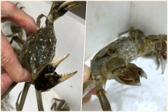 Bỏ gần triệu ăn 'cua lông Thượng Hải', gần như chắc chắn bị lừa