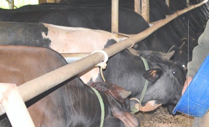 Thái Bình ứng dụng chế phẩm sinh học xử lý chất thải chăn nuôi gia súc