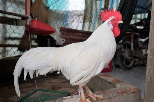 Chú gà không ăn thóc, thích ngủ võng ở Đồng Tháp