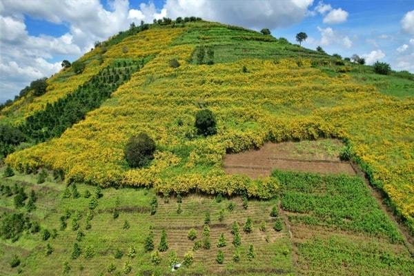 Hoa dã quỳ rực rỡ sắc vàng ở vùng đất hoang sơ của Lâm Đồng