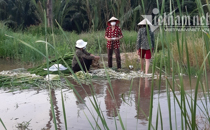 Đặc sản miền Tây mọc dại ven Sài Gòn, người dân cả tháng không tốn tiền mua rau