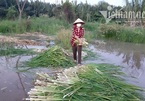 Đặc sản miền Tây mọc dại ven Sài Gòn, người dân cả tháng không tốn tiền mua rau