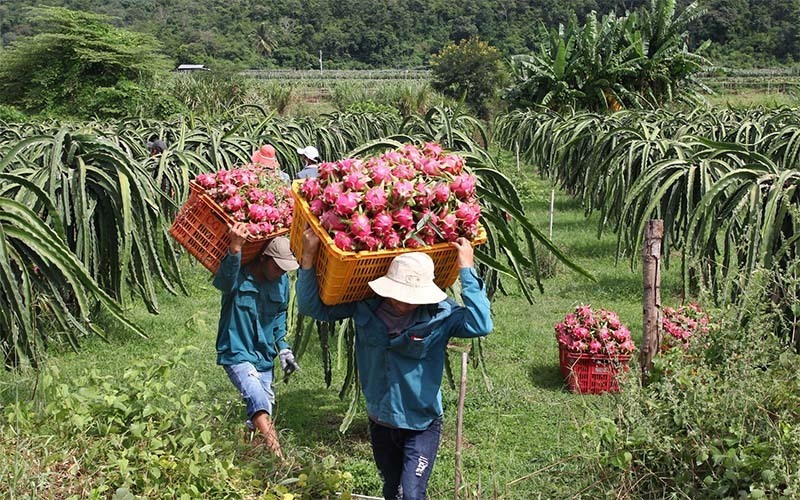 Digital farming: the way to ease reliance on merchants