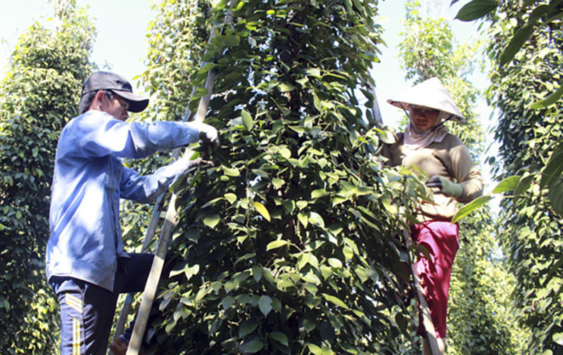 Pepper export prices soar, industry regains strength