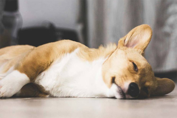 Phát hiện chó mèo nhiễm Covid-19 sau khi chủ mắc bệnh