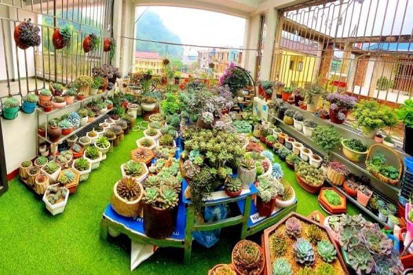 Ngôi nhà 4 tầng phủ kín sen đá ở Sơn La