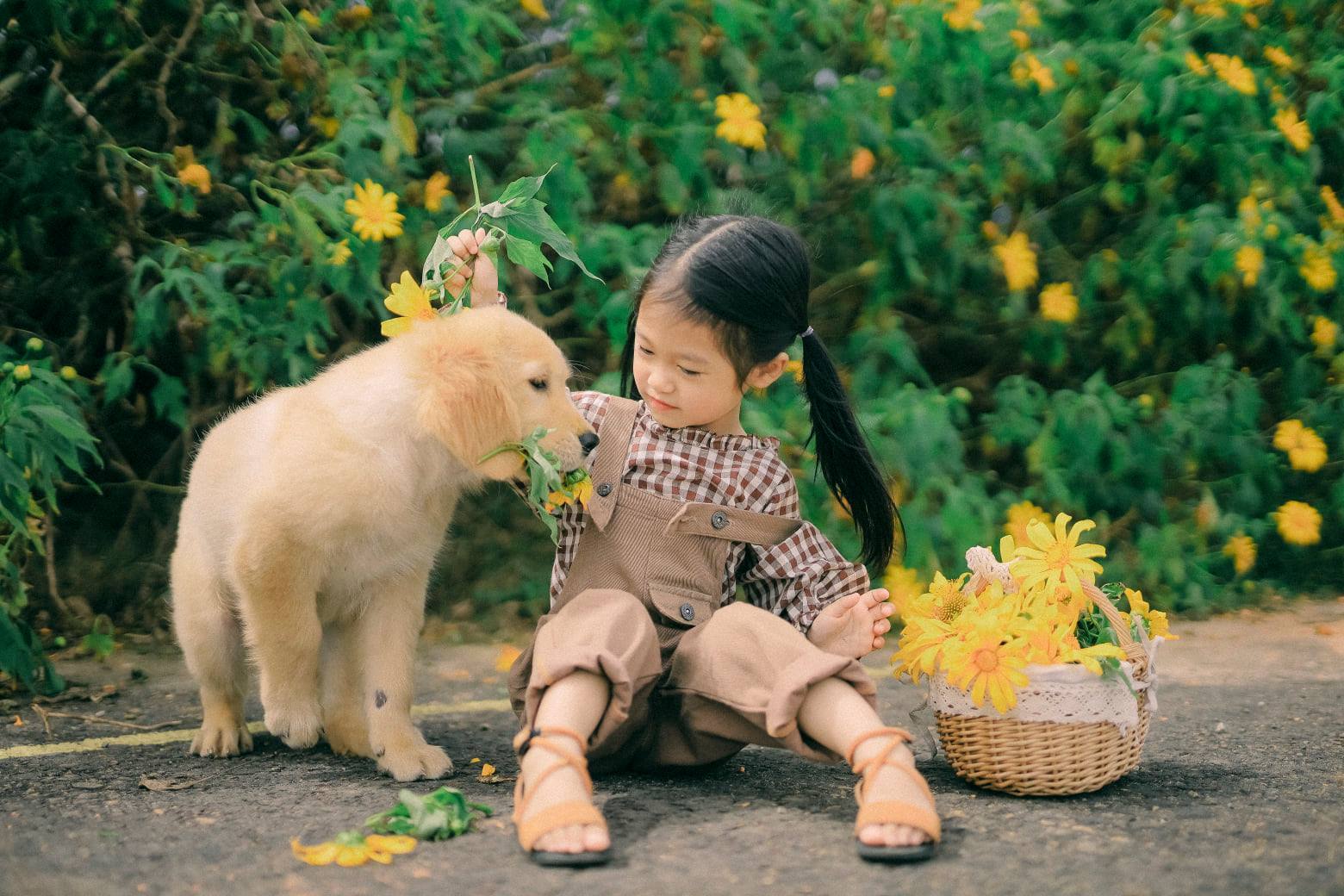 Hoa dã quỳ,du lịch Đà Lạt,du khách,khách du lịch