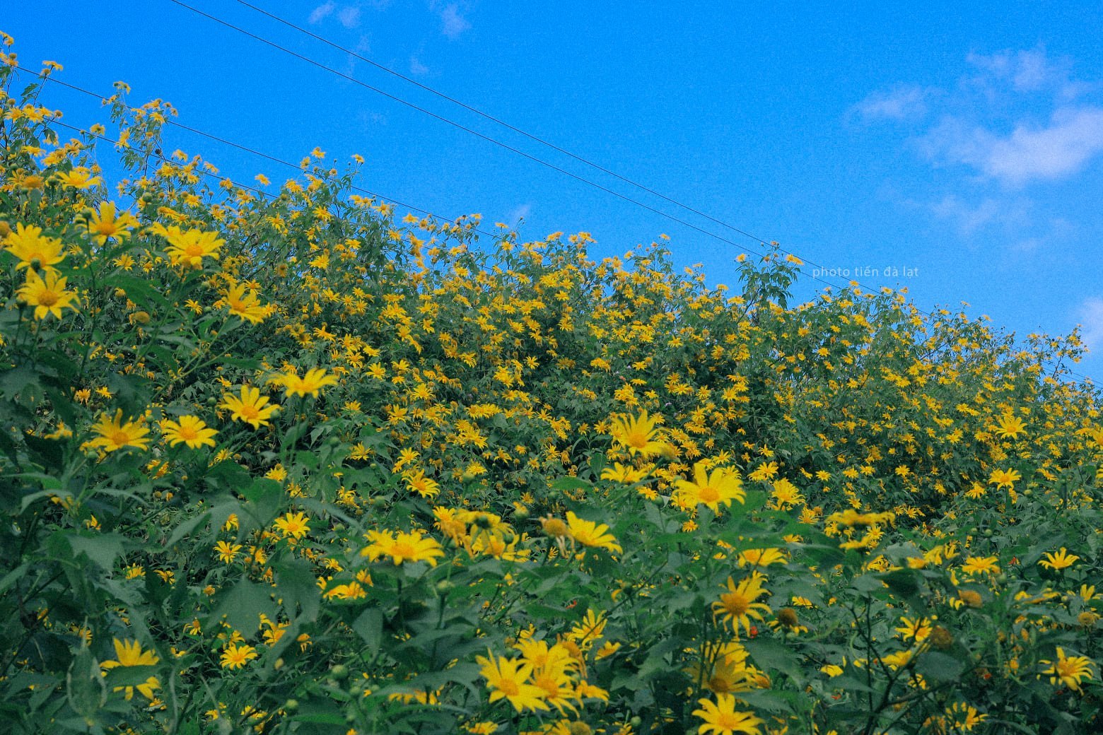 Hoa mexican sunflower - một loài hoa lạ mà bạn không nên bỏ qua khi đến Đà Lạt. Với những hình ảnh đẹp, bạn sẽ được chiêm ngưỡng những chùm hoa rực rỡ và tràn đầy sinh lực. Hãy tham gia vào chuyến hành trình này và để hoa mexican sunflower làm nên bức tranh tuyệt đẹp của bạn tại Đà Lạt.