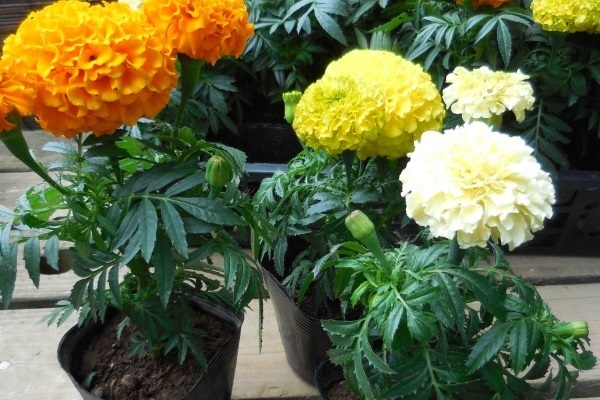 Bất ngờ với những cây quen thuộc vừa đuổi muỗi vừa trang trí nhà ấn tượng