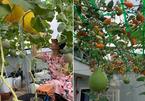 Vườn sân thượng 12m2 lúc lỉu quả ngọt của bà mẹ 4 con ở TP.HCM