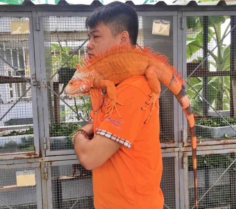 Người dân Sài Gòn thường nuôi con rồng đáng sợ trong góc nhà hàng trăm triệu