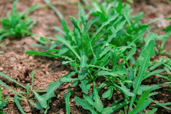 Loại cỏ dại ven biển nay được trồng bán kiếm tiền triệu