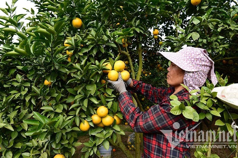 Phát triển vùng nguyên liệu quy mô lớn: Điểm khởi đầu tạo chuỗi giá trị bền vững