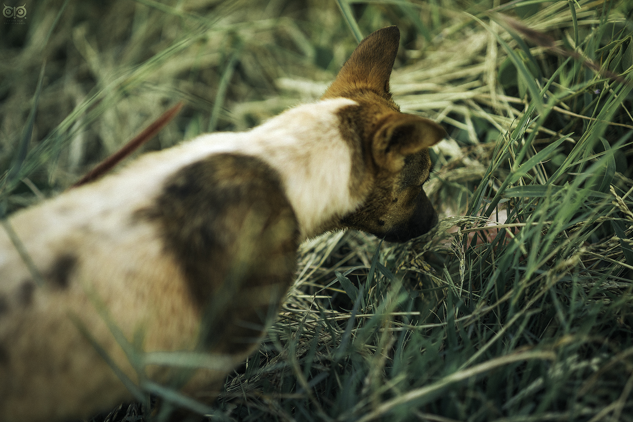 Dẫn chó đi săn chuột đồng béo núng nính ở Gia Lai mùa lúa chín