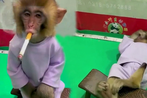 Vườn thú Trung Quốc bị chỉ trích vì cho khỉ con 'phì phèo' thuốc lá