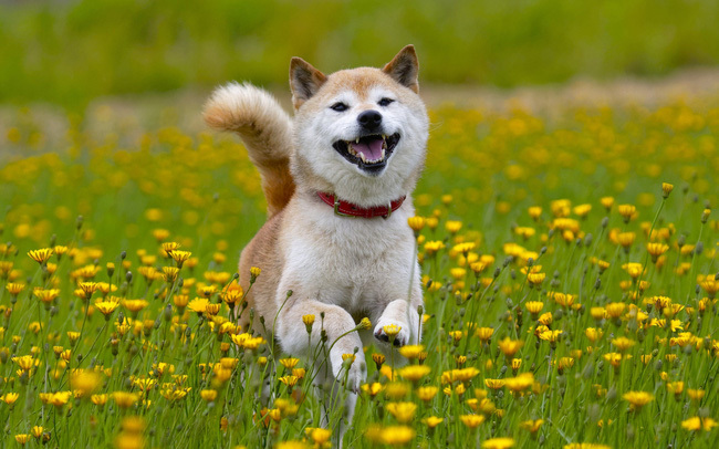 Hình ảnh đồng coin chó Shiba Inu làm nổi bật tính độc đáo của loài chó này. Các nhà đầu tư chú ý đến nó, nhưng không có gì bằng việc xem ngay hình ảnh của chúng tôi để nhìn thấy cảm hứng và ý tưởng cho việc đầu tư vào loài động vật này.