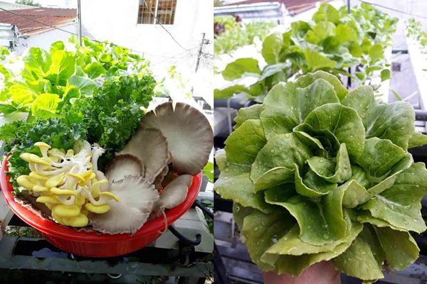 Mẹ đảm ở TP.HCM làm vườn 'lơ lửng' trên cao, bội thu rau trái sạch