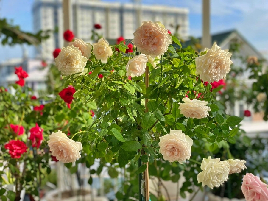 Vườn sân thượng với hàng trăm loài hoa hồng sẽ là một điểm nhấn cho không gian sống của bạn. Hãy cảm nhận sự tươi mới và bình yên mỗi khi nhìn vào bức hình vườn sân thượng này. Hình ảnh này không chỉ mang đến cho bạn một không gian sống đẹp mà còn giúp bạn tư tưởng lạc quan và sinh động.