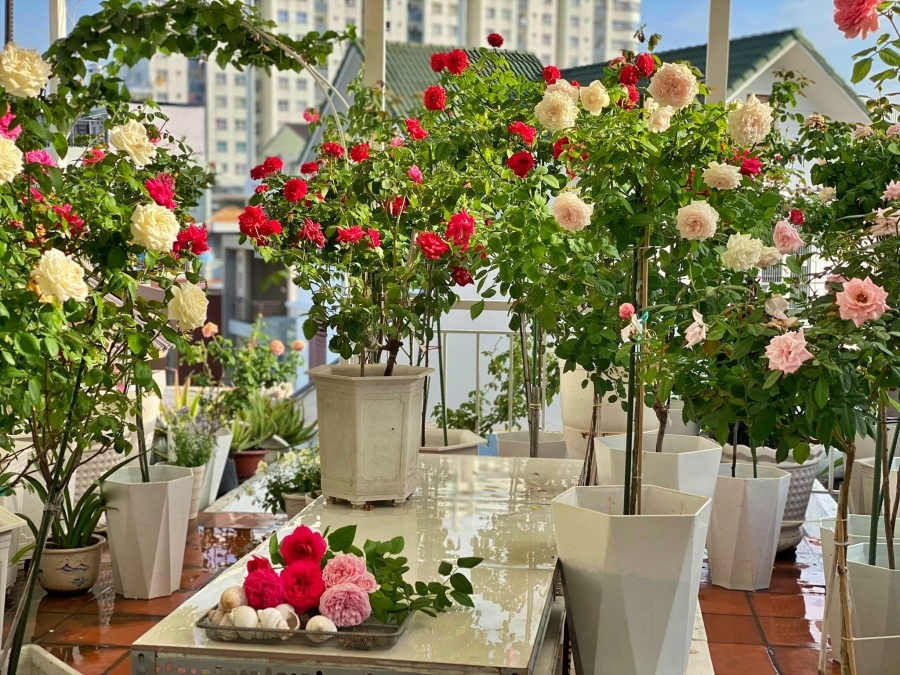 Vườn sân thượng rực rỡ hoa hồng, đủ rau củ của gia đình ở Sài Gòn