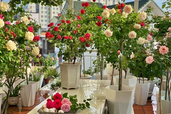 Vườn hồng rực rỡ trên sân thượng của gia đình ở Sài Gòn