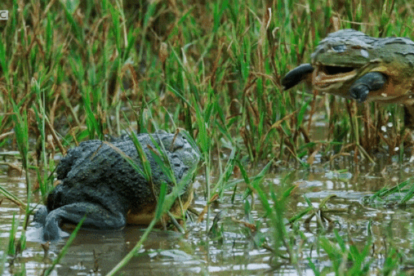 Xem ếch yêu tinh khổng lồ quyết chiến sống còn tranh giành 'bạn gái'