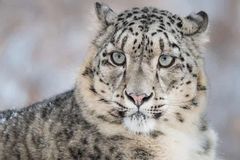 Ba con báo tuyết trong công viên chết vì Covid-19