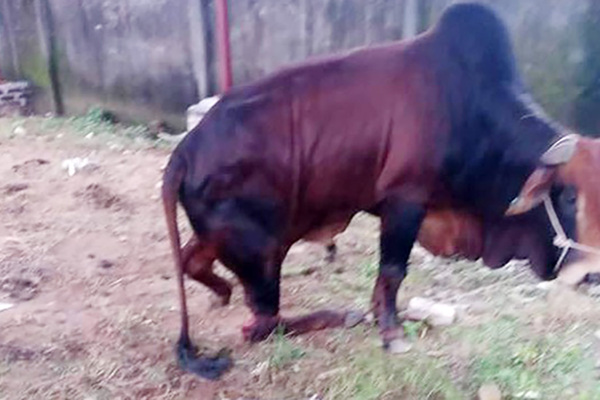 Đàn bò hàng trăm triệu đồng bị kẻ gian chém đứt chân ở Nghệ An